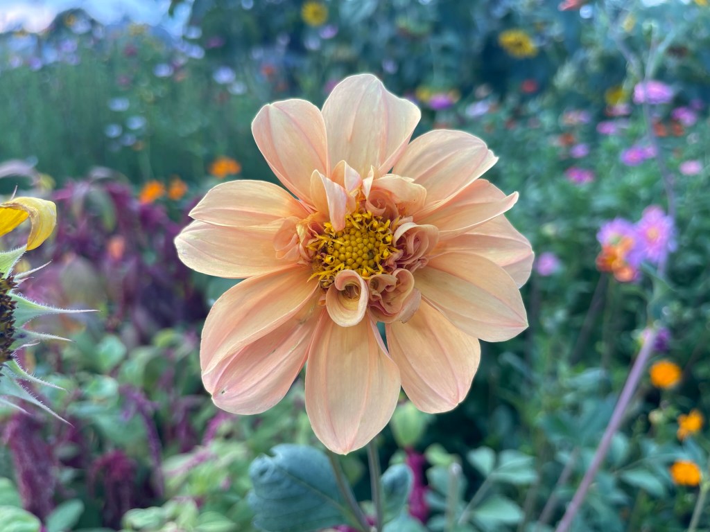 Blooms on Bloom – Bloom by Bloom, We Cultivate Community and Color.